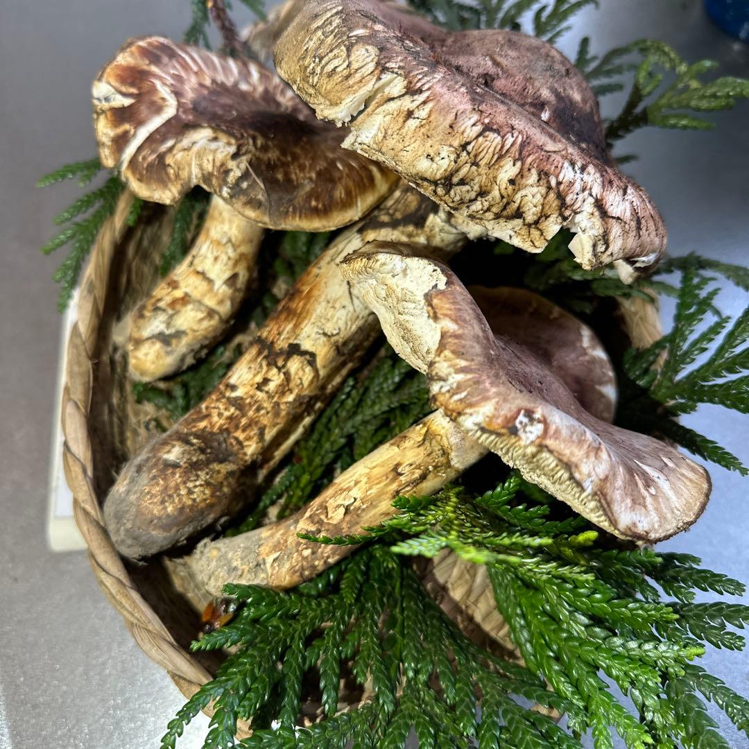 訳あり品‼️国産天然松茸‼️400g‼️