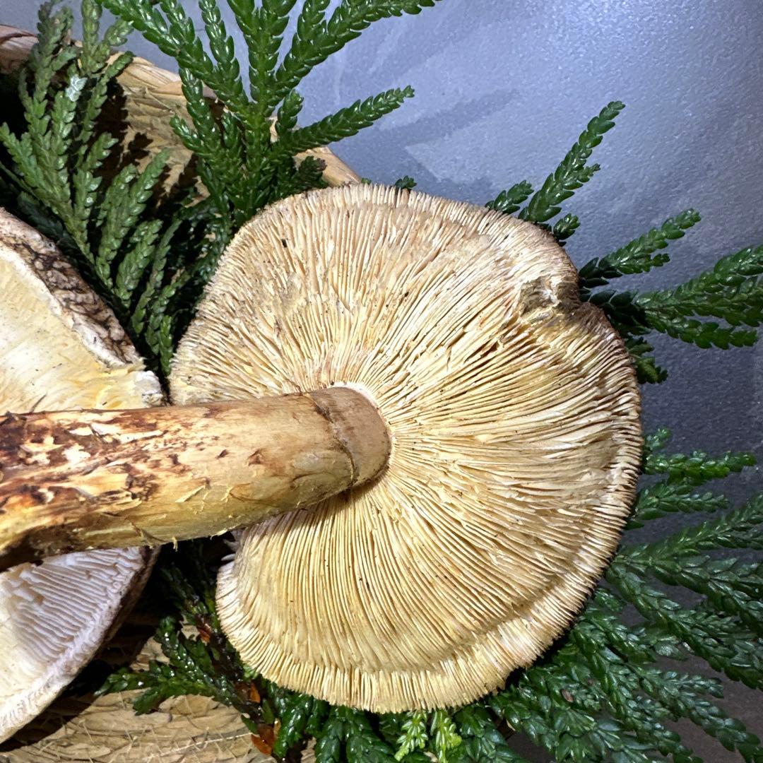 訳あり品‼️国産天然松茸‼️400g‼️