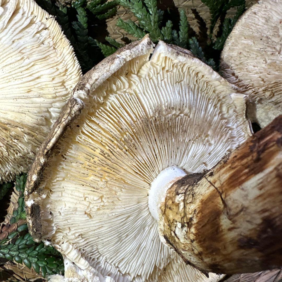 訳あり品‼️国産天然松茸‼️400g‼️