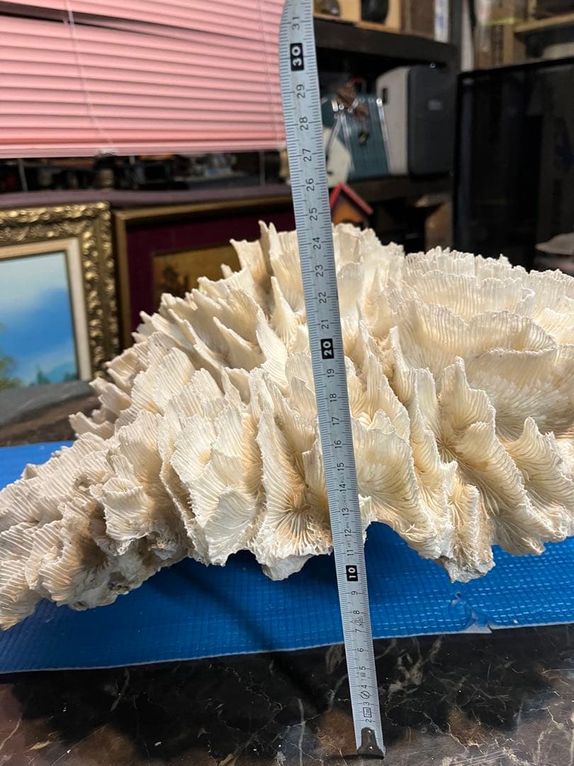 超特大珊瑚礁、直径66センチ、ナガレハナサンゴ、飾りサンゴ、海水魚、白化珊瑚