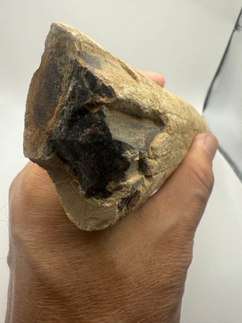 珪化木 超美品 20cm×5cm 625g