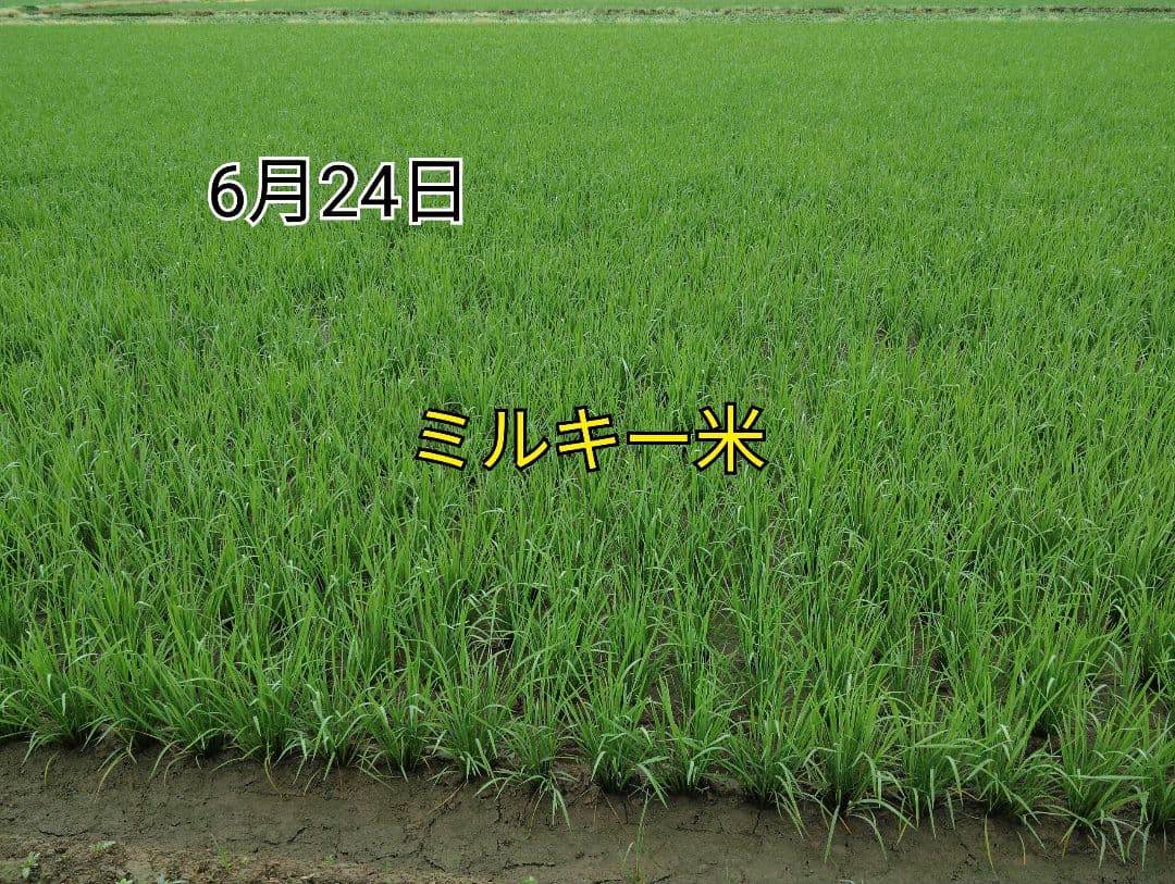 特別栽培米新潟県産ミルキークイーン20k