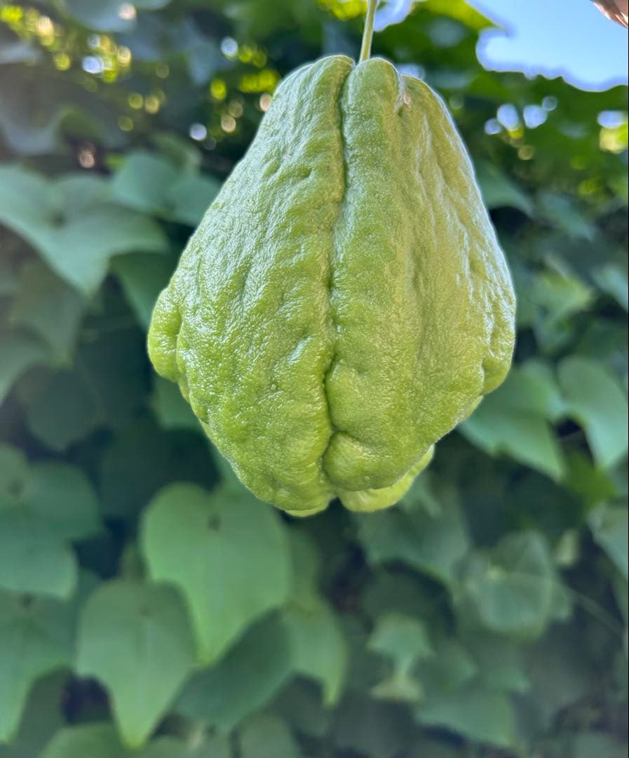 ハヤトウリ20k g一万円