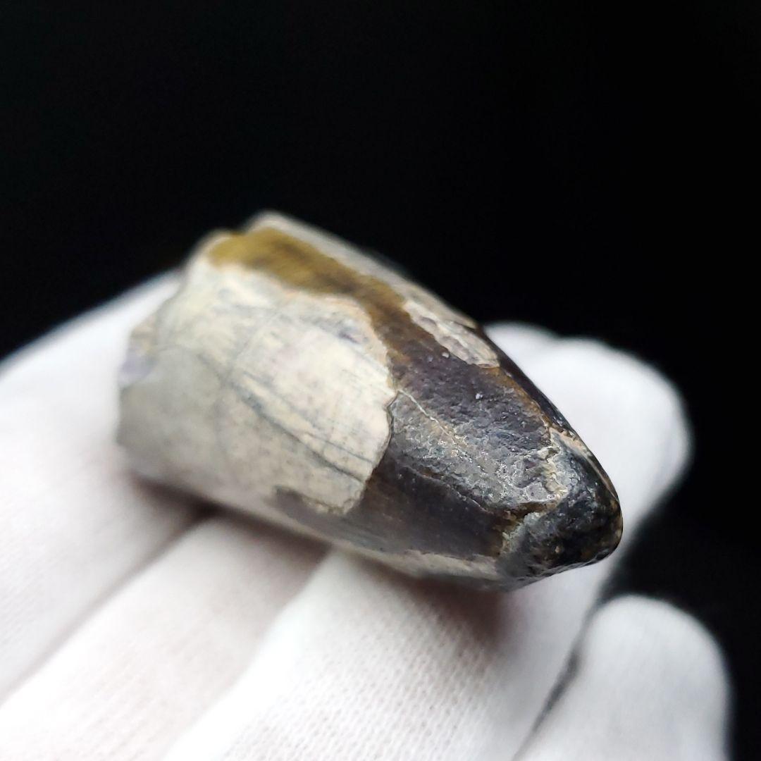 希少 スコミムス 化石 本物 ニジェール産 42.66mm sc3