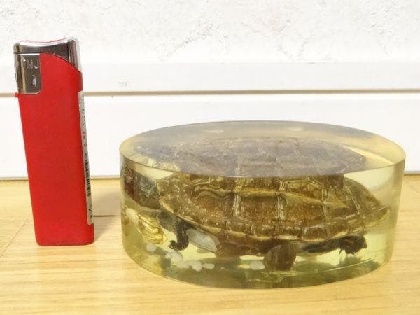 80年代 ビンテージ 亀 クサガメ 蟹 標本 透明 文鎮 水中花 縁起物 当時物