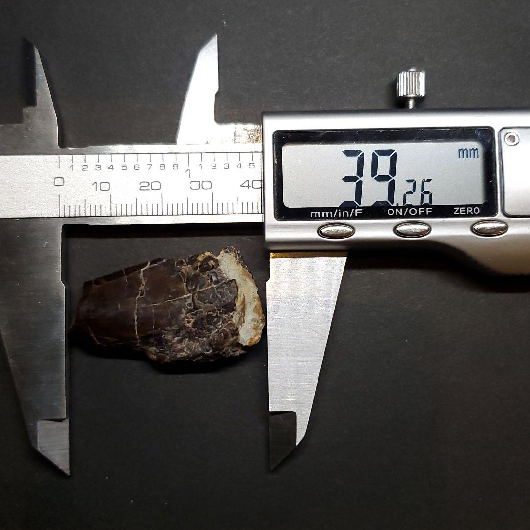 アベリサウルス 歯 化石 本物 モロッコ産 39.26mm fr102