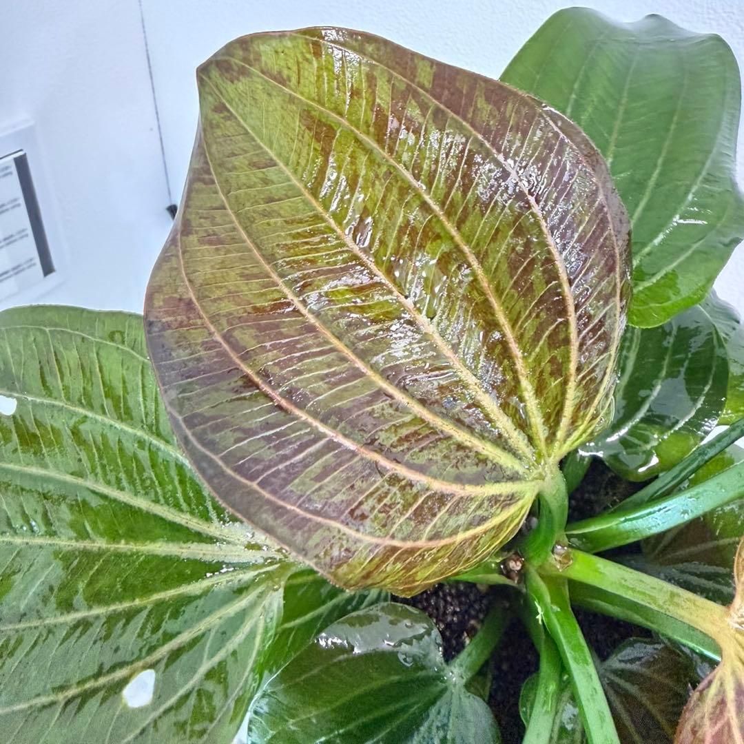 【お値下げしました】大株！ADA エキノドルス・オパクス　タイプB