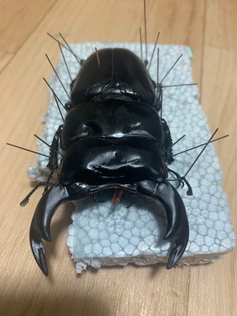 超大型アンタエウスオオクワガタ90.3mm ガントク 標本 死虫