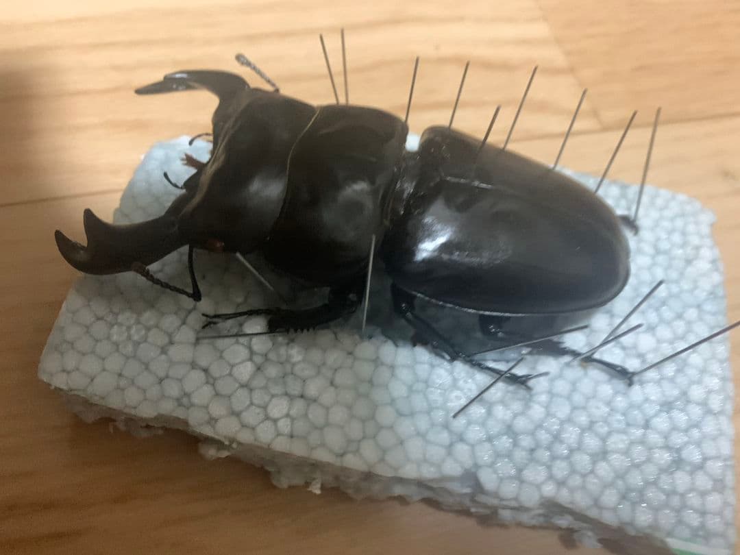 超大型アンタエウスオオクワガタ90.3mm ガントク 標本 死虫