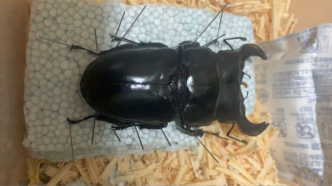 超大型アンタエウスオオクワガタ90.3mm ガントク 標本 死虫