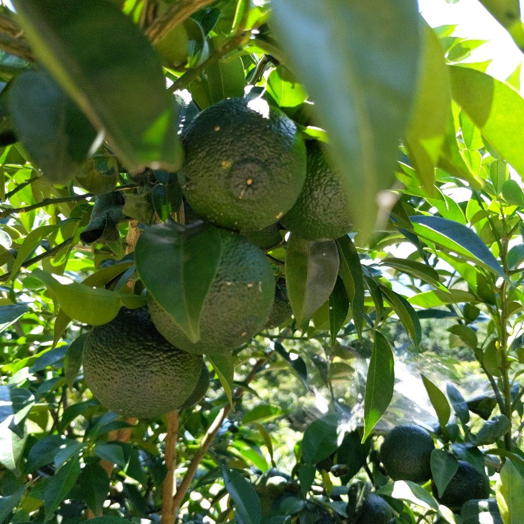 今だけ青柚子１５kg。ゆず胡椒、うどん、そば、刺身、酒、焼酎に！
