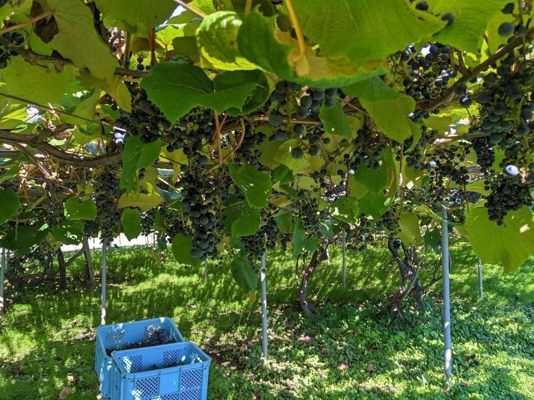 山ぶどう １５kg　山形県月山山麓産①