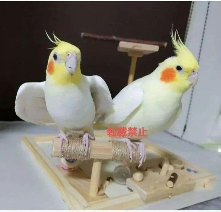 100⭐　バードアスレチック　ミラーとフォージングトイセット　⭐バードトイ