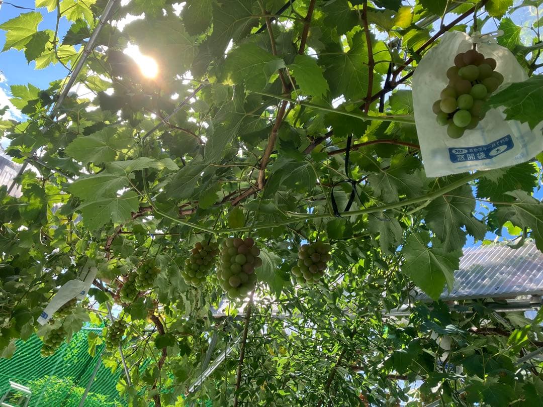 山梨限定サンシャインレッド、富士の輝き、シャインマスカット、3色セットおまけ付き