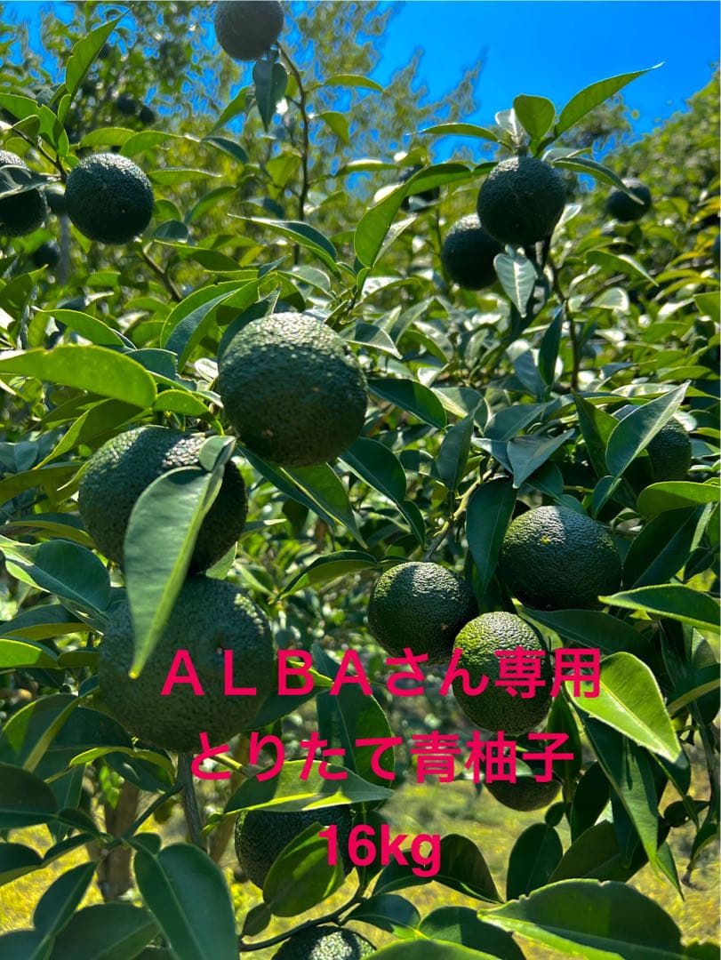 とりたて青柚子 16kg ALBAさん専用