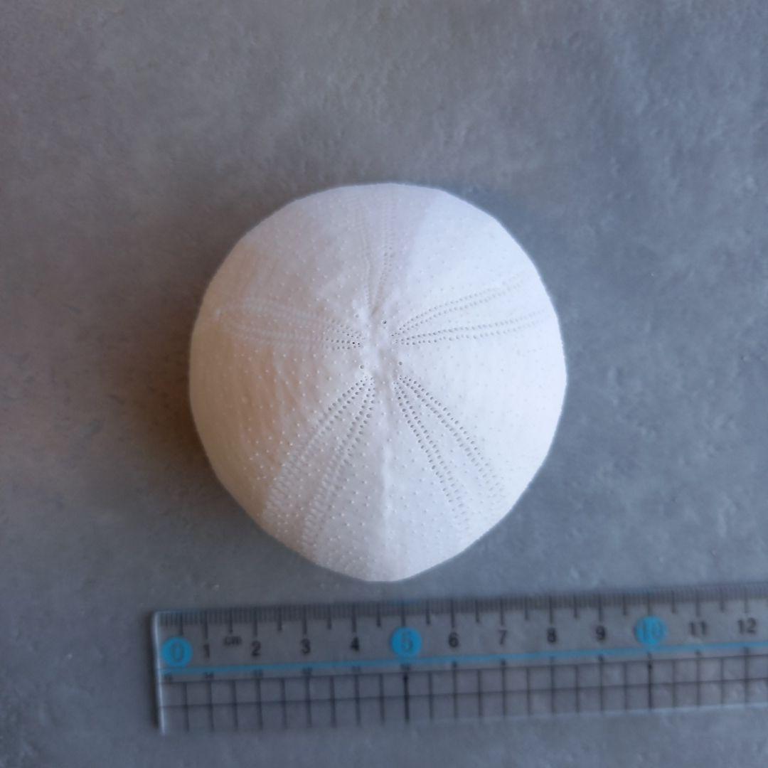 イシブンブク　フリーク　個体　殻