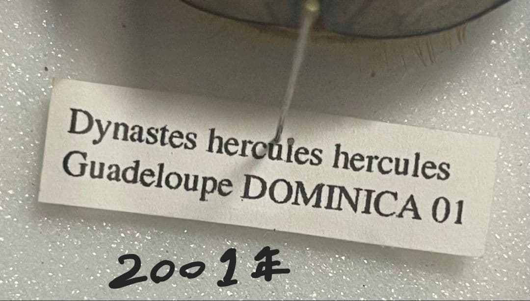 野外品ヘラクレスヘラクレス