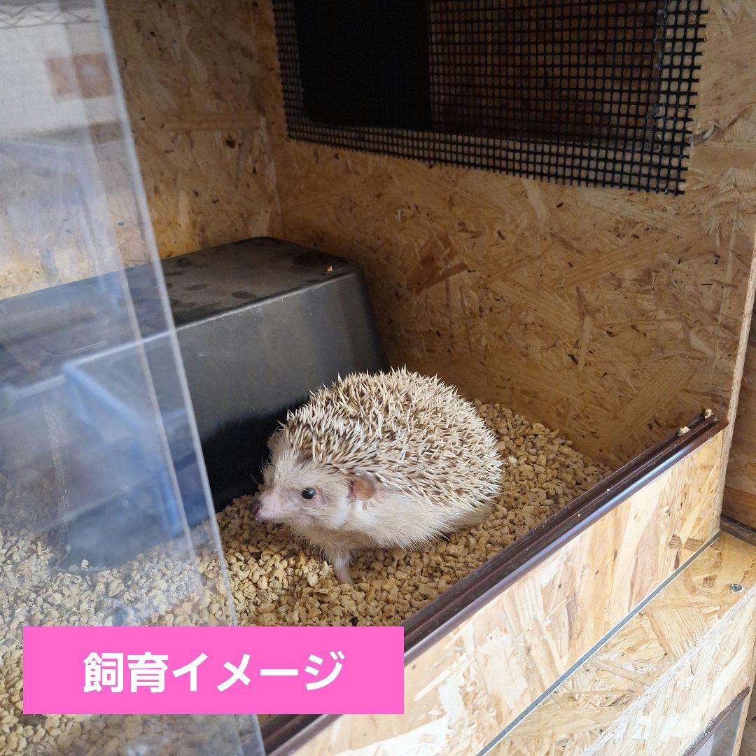 kanonn　特大サイズOSB木製ケージ(未使用)