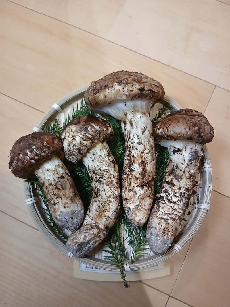 原田ページ　山形県産松茸