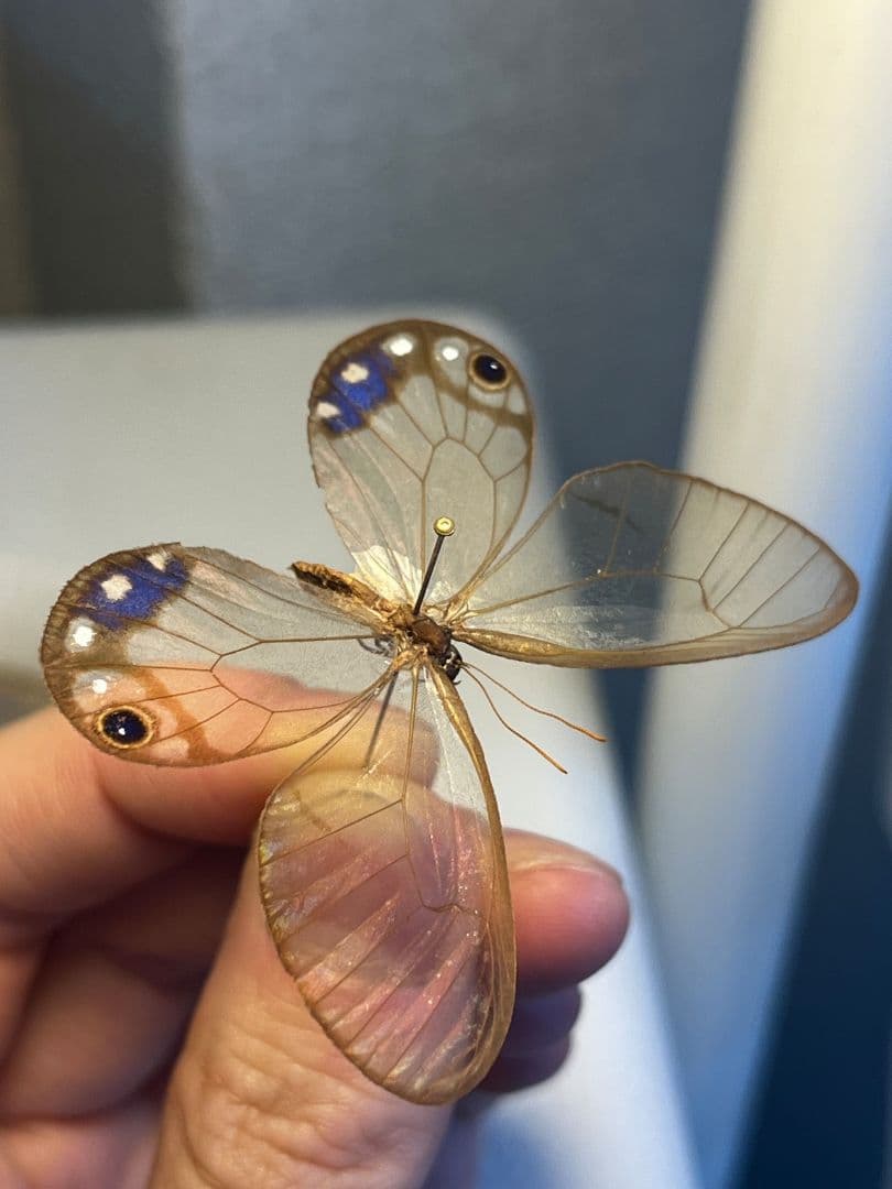 【属内最高峰】ルリモンスカシジャノメ アンドロメダスカシジャノメ 標本
