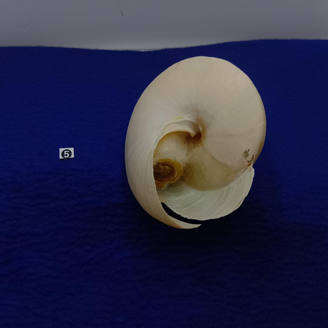 ❺-1貝標本ミナミノオキナエビス（蓋付）