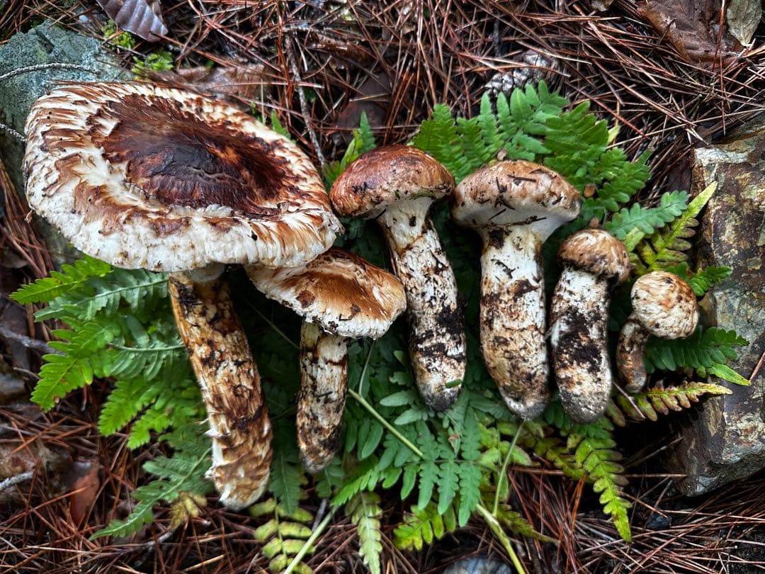 10/17午前中採取　岩手県　岩泉産　天然松茸　430g