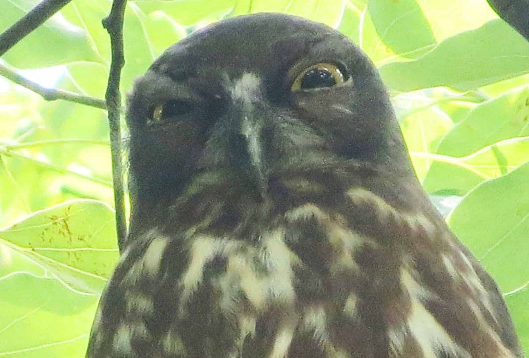 今年もアオバズク来る❢ 2024.6.2