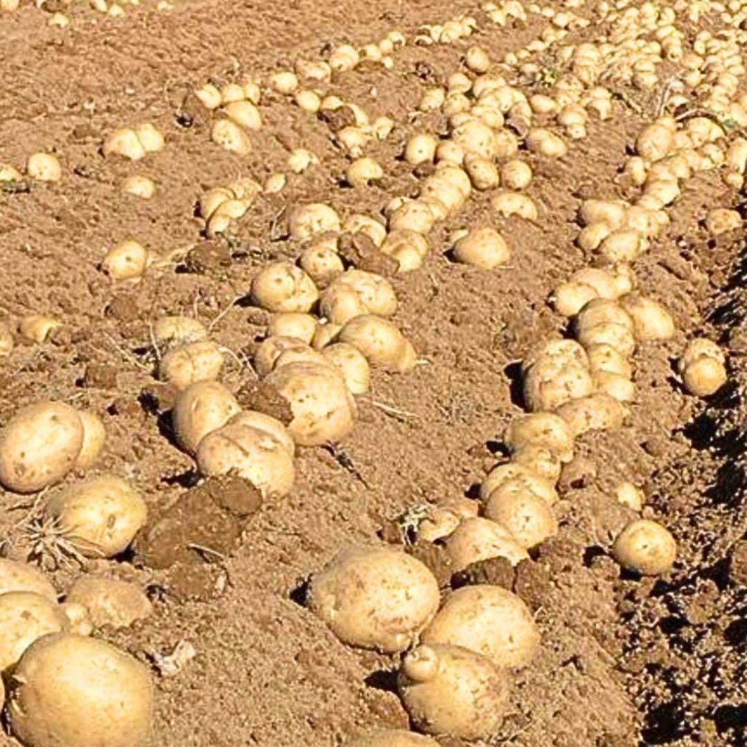 ジャンボサイズ　30kg じゃがいも　26