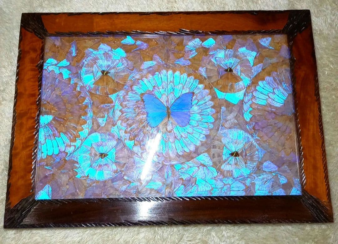 希少 羽根細工 モルフォ蝶◆蝶羽画 絵画 木製額