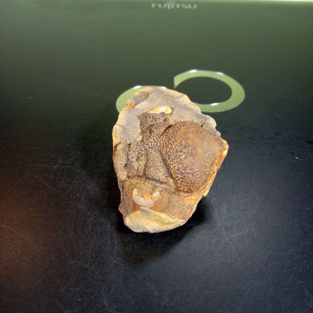 三葉虫　化石　fossil　海　ボリビア産　trilobite　ボリビア化石郡⑨