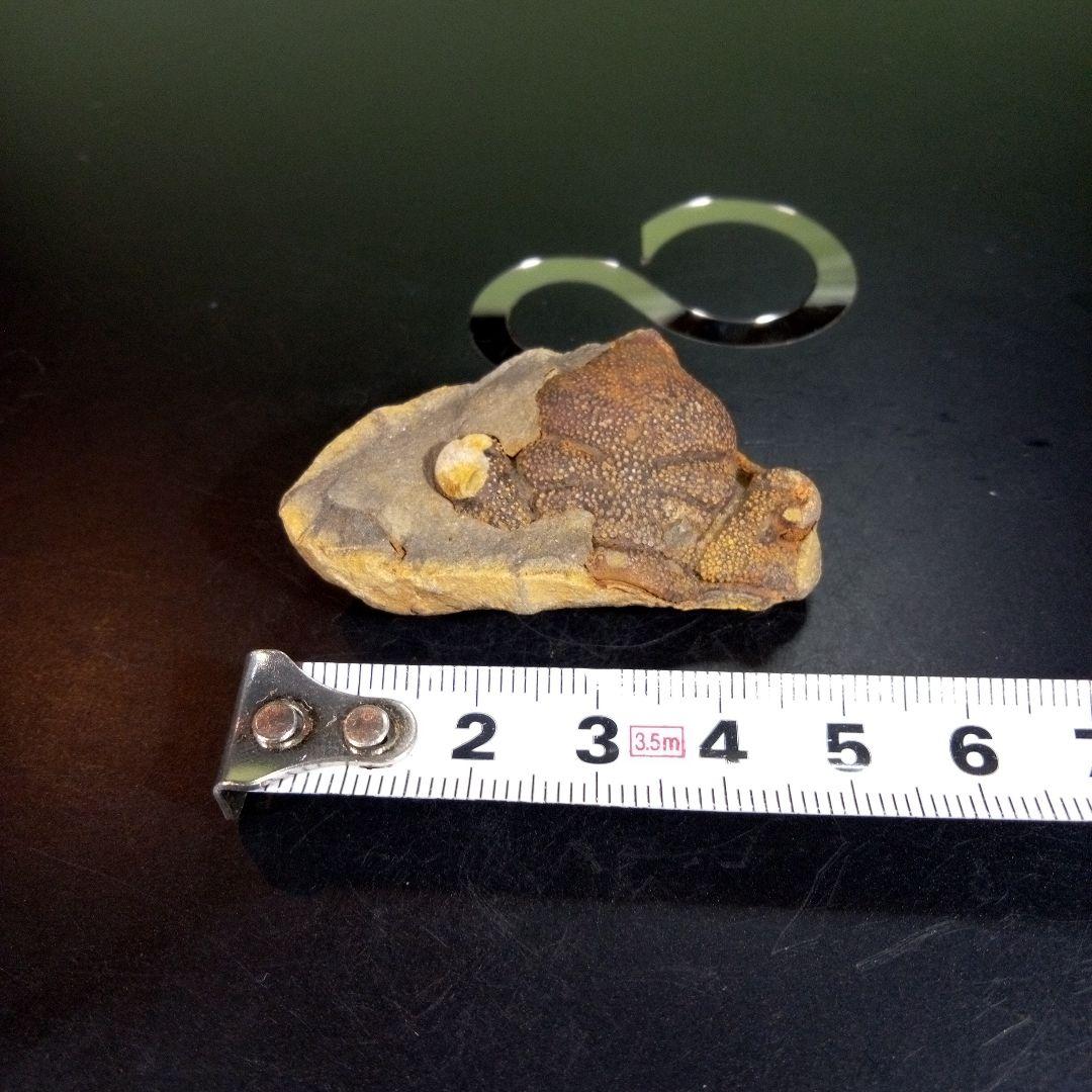 三葉虫　化石　fossil　海　ボリビア産　trilobite　ボリビア化石郡⑨