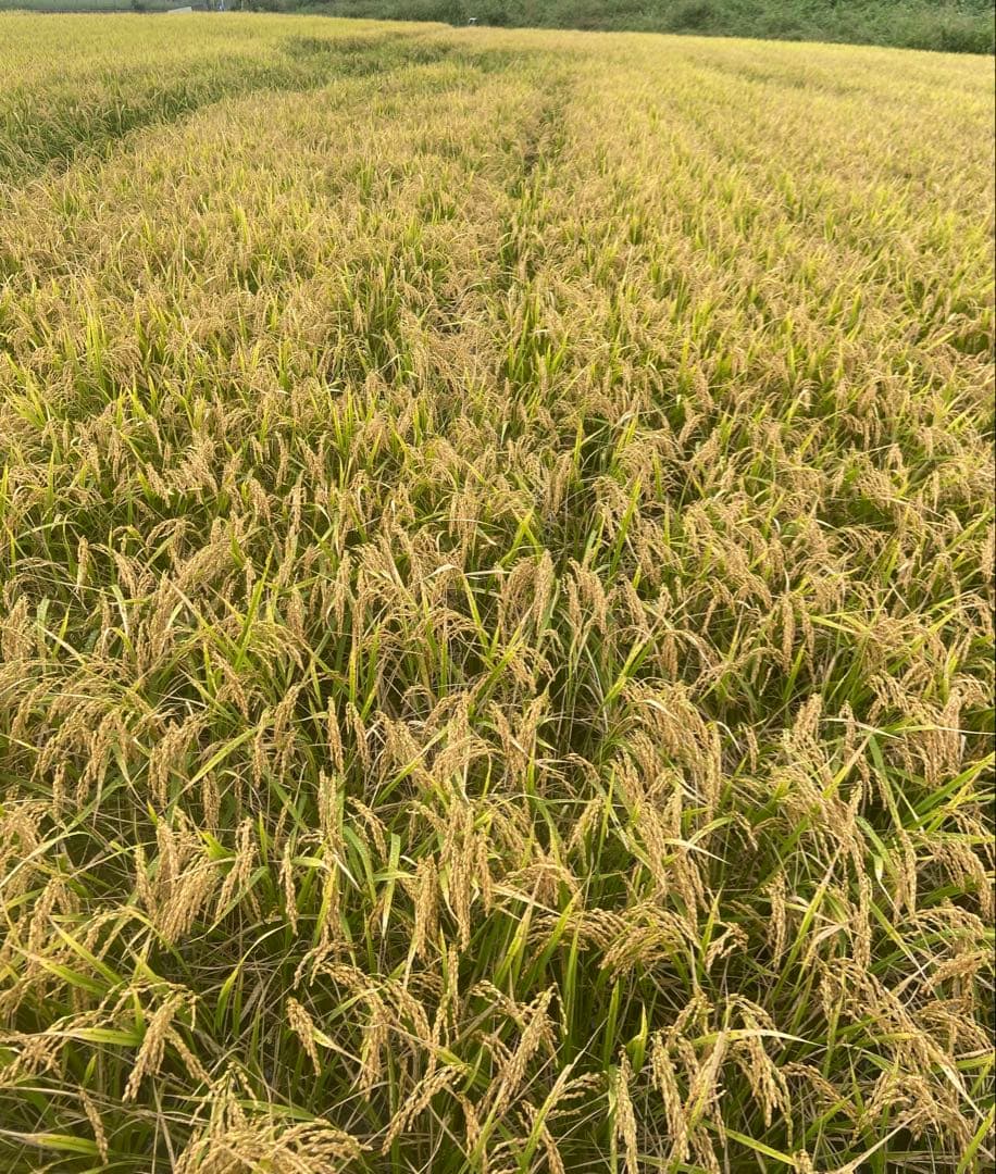 Natural farming自然栽培玄 免疫活性化伊藤悦男 アポトーシス 食養
