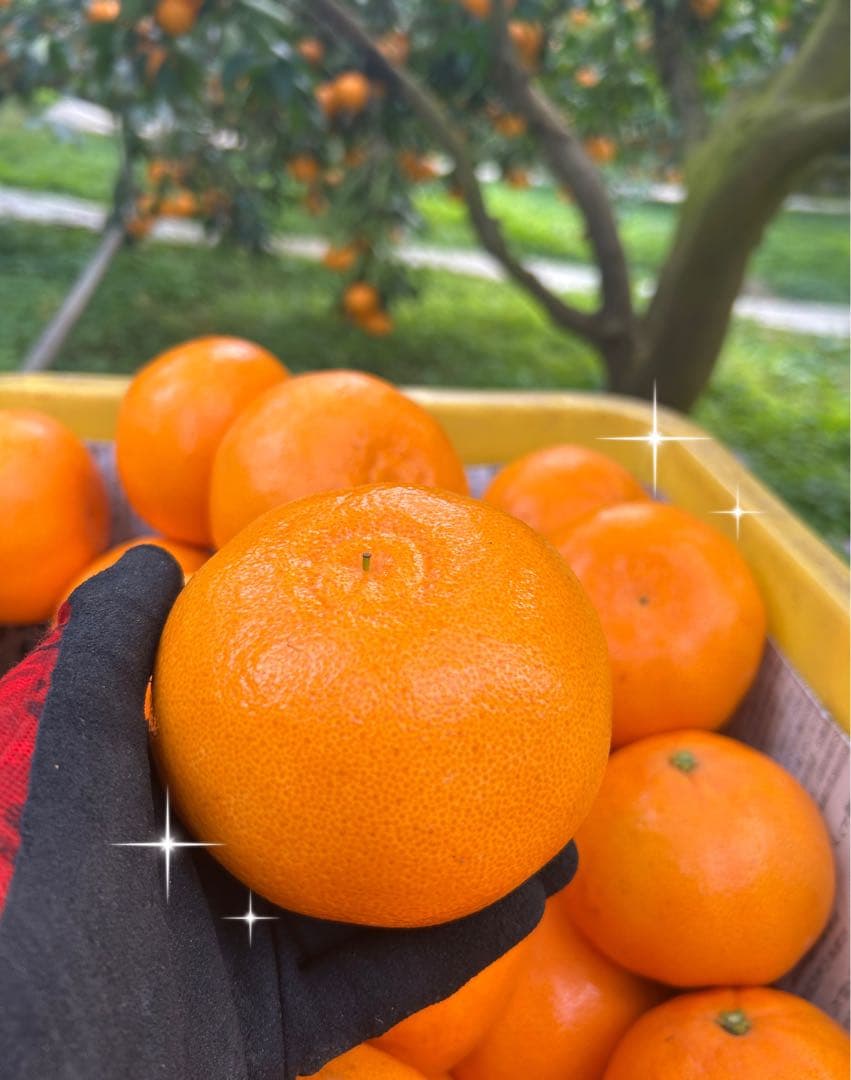 せとか12玉×2箱セット