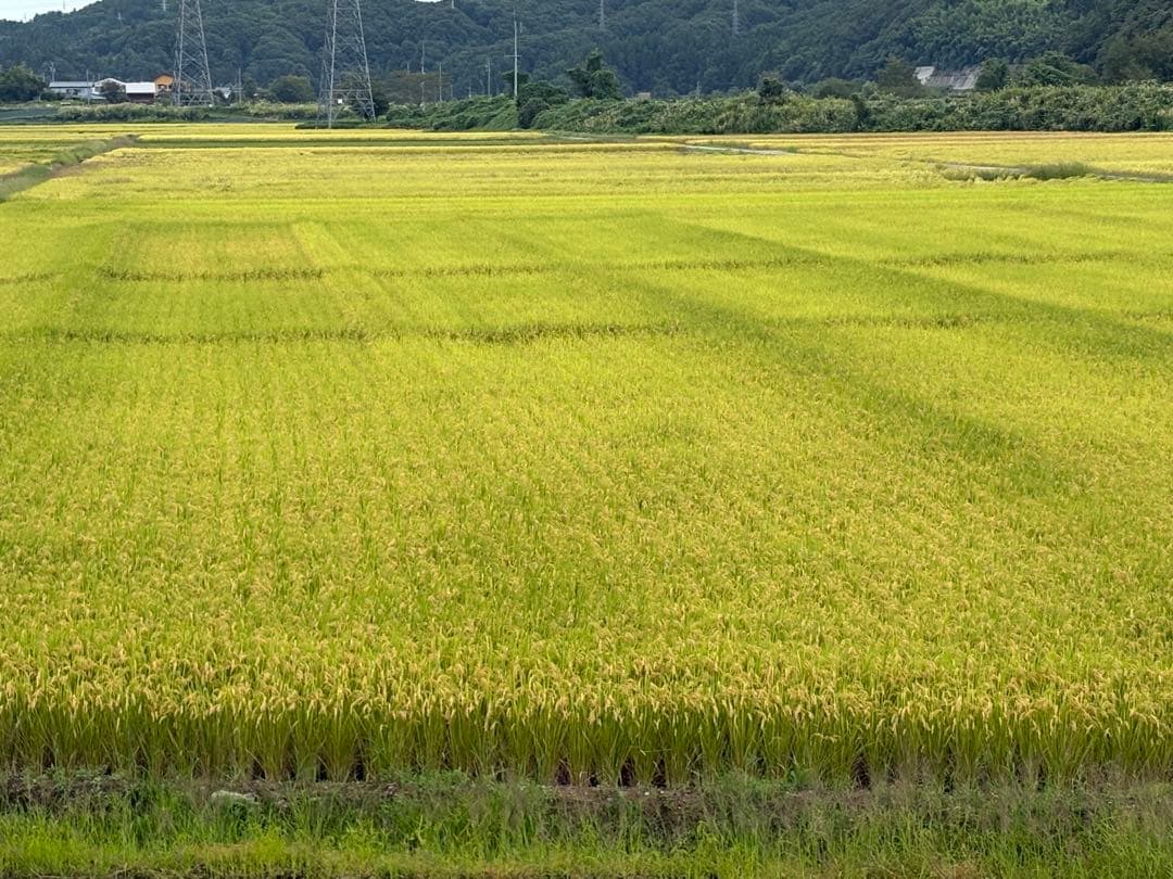 新潟県産 コシヒカリ　白米　10㎏