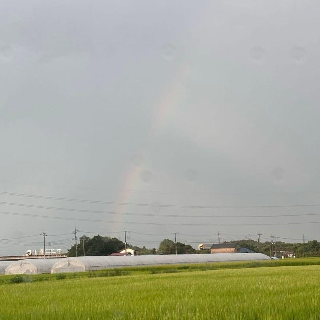【農家直送】令和7年産 栃木県産コシヒカリ 精米10kg(10キロ)