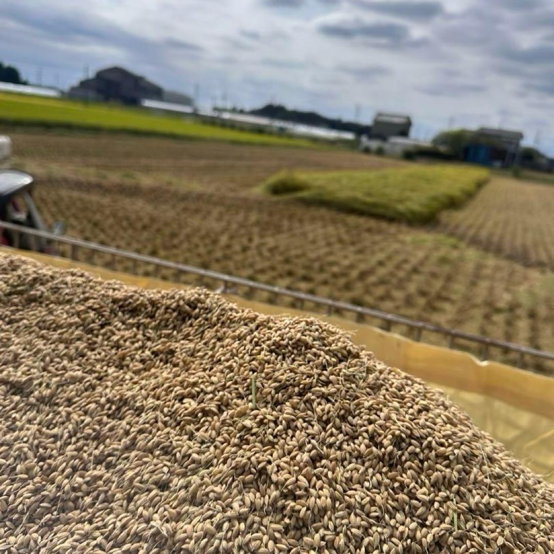【農家直送】令和7年産 栃木県産コシヒカリ 精米10kg(10キロ)