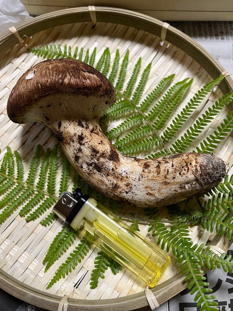 【大阪泉州産】天然松茸 良品☆1本100g国産