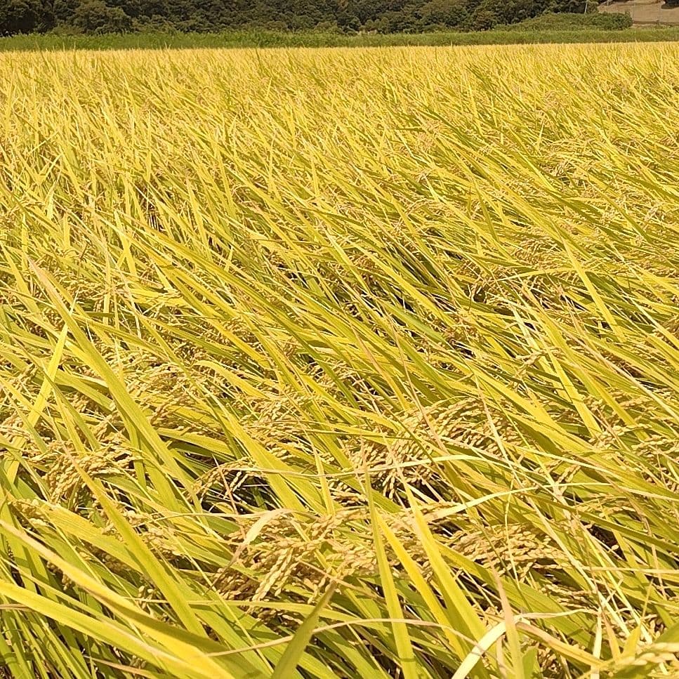 【玄米発送】令和7年産 茨城県産 コシヒカリ 玄米10Kg 10キロ ①