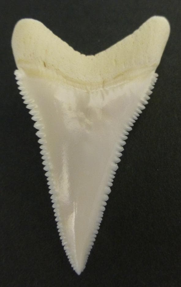 ホホジロザメ（C. carcharias）の歯（B級） 51.6mm