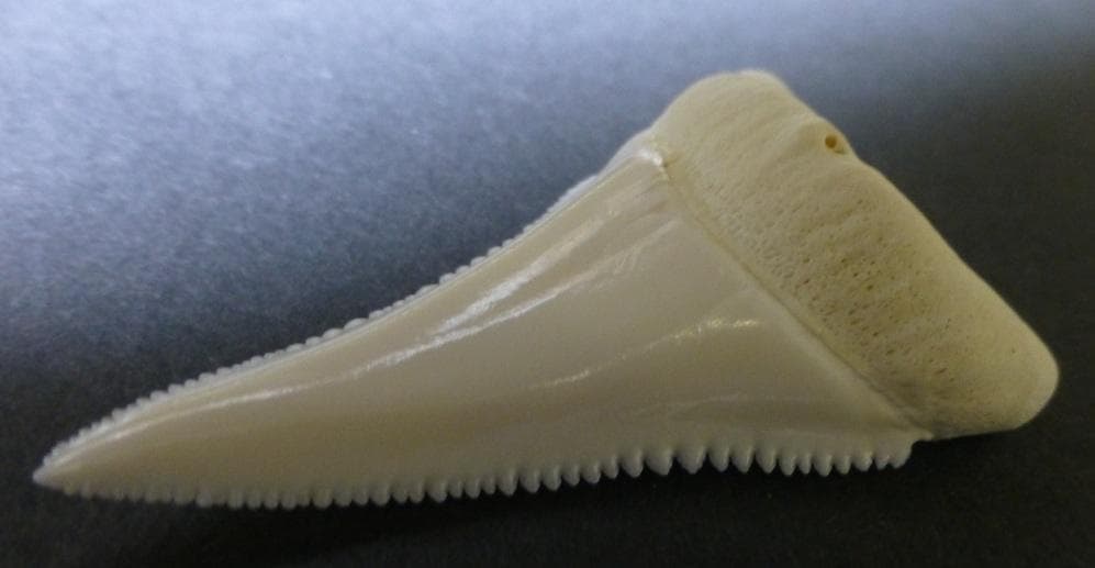 ホホジロザメ（C. carcharias）の歯（B級） 51.6mm