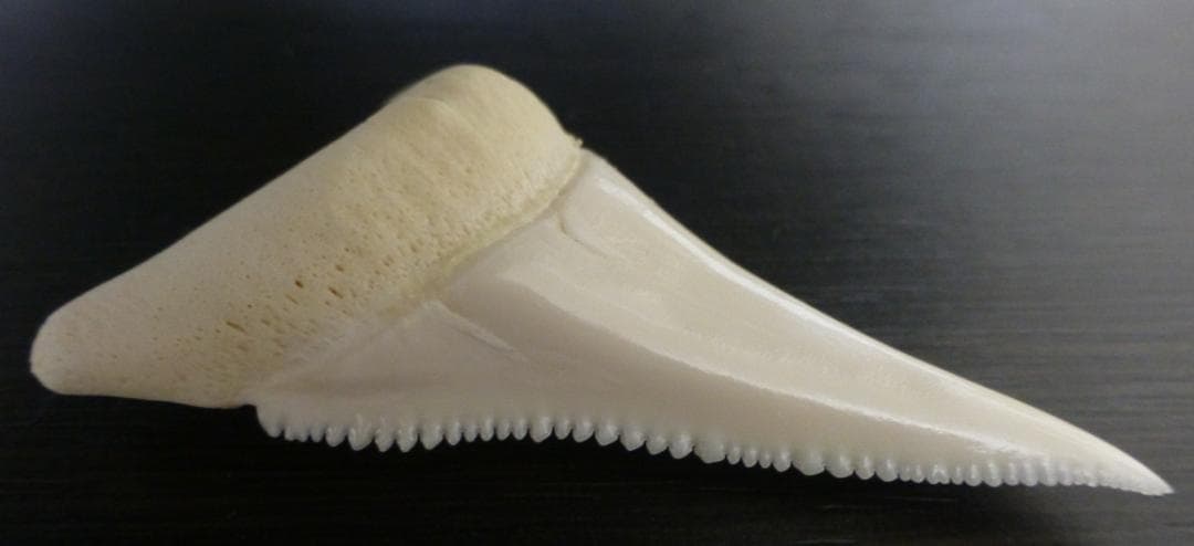 ホホジロザメ（C. carcharias）の歯（B級） 51.6mm