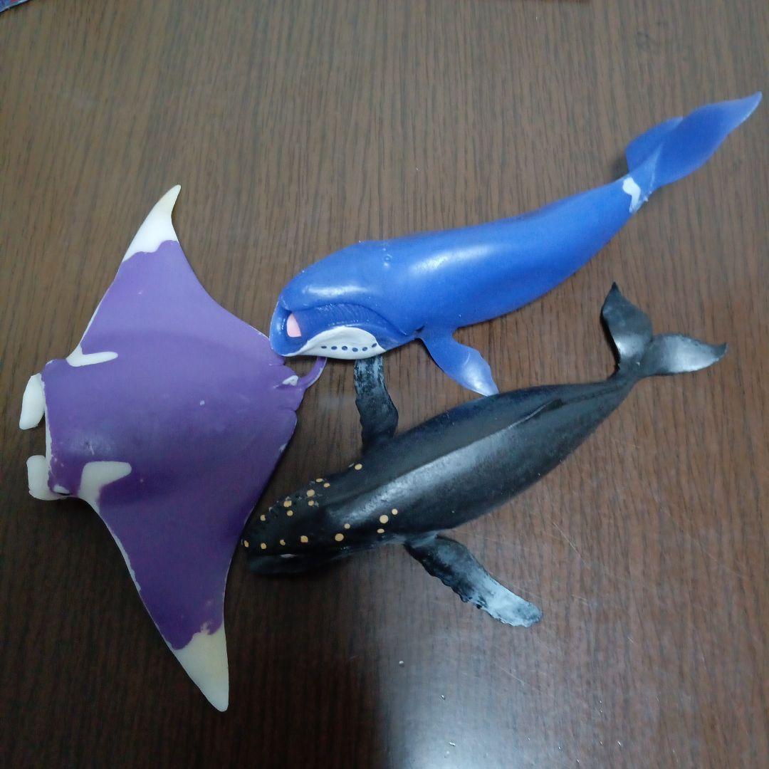 クジラアンドコー コンプリート
