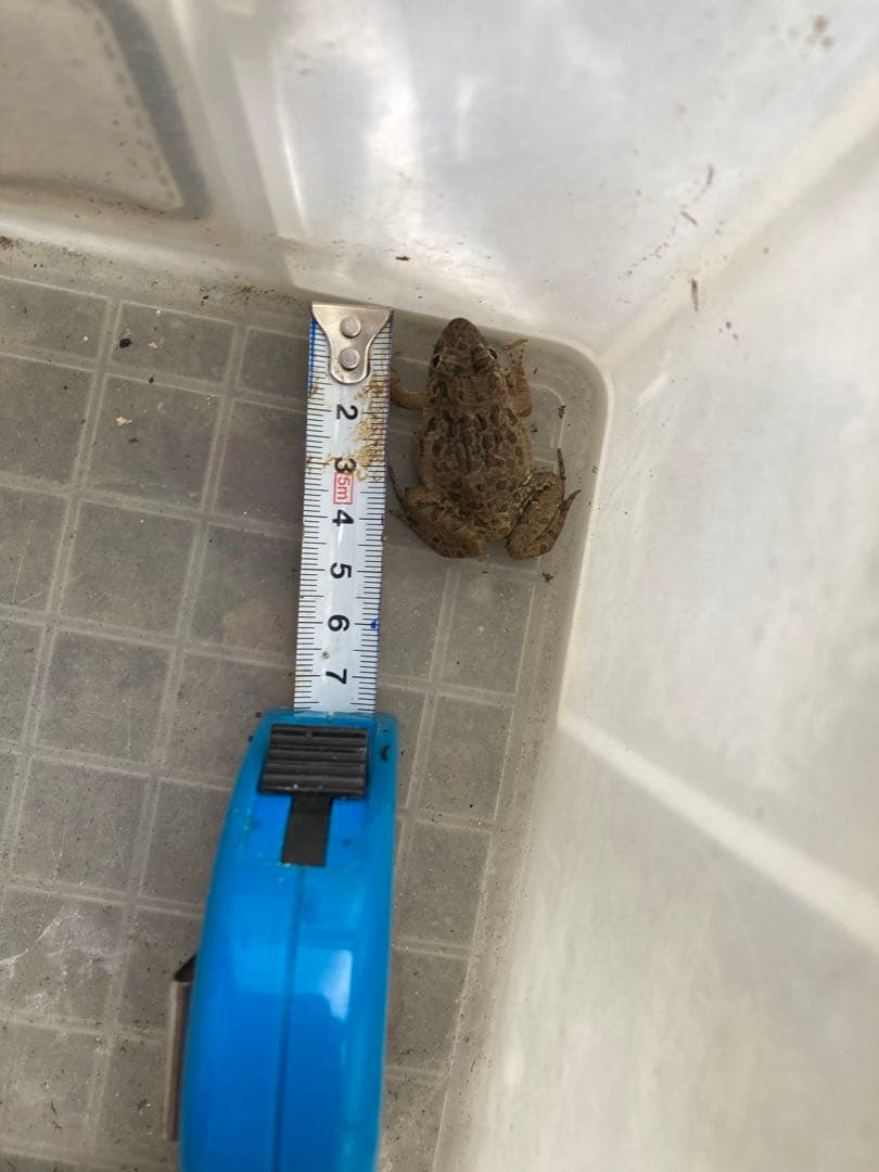 冷凍カエル【S・200匹】餌用カエル 約2.5〜3cm ヌマガエル 餌 自家繁殖