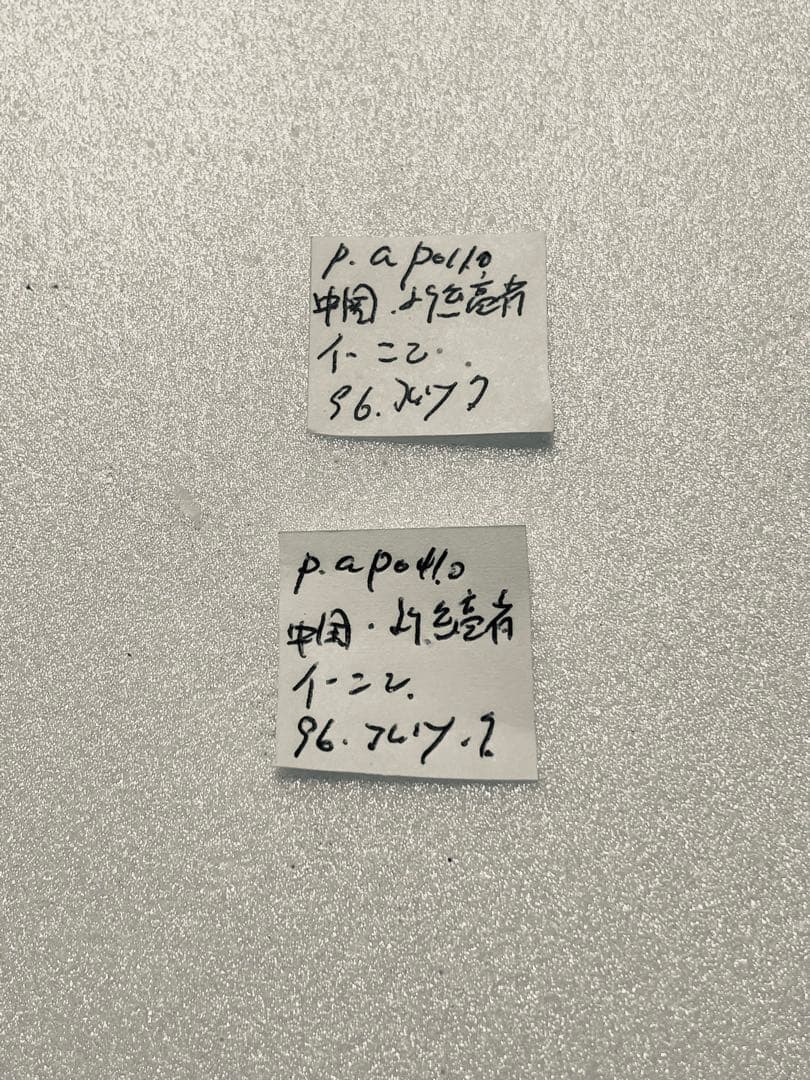 【1ぺア】パルナシウス・アポロ（中国/新疆省）