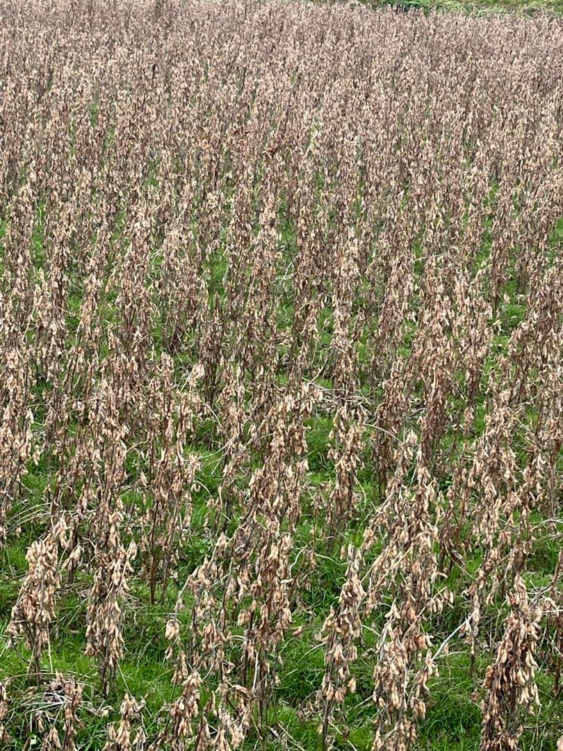 Potetoさま専用　佐賀県産　新大豆 フクユタカ 20Kg