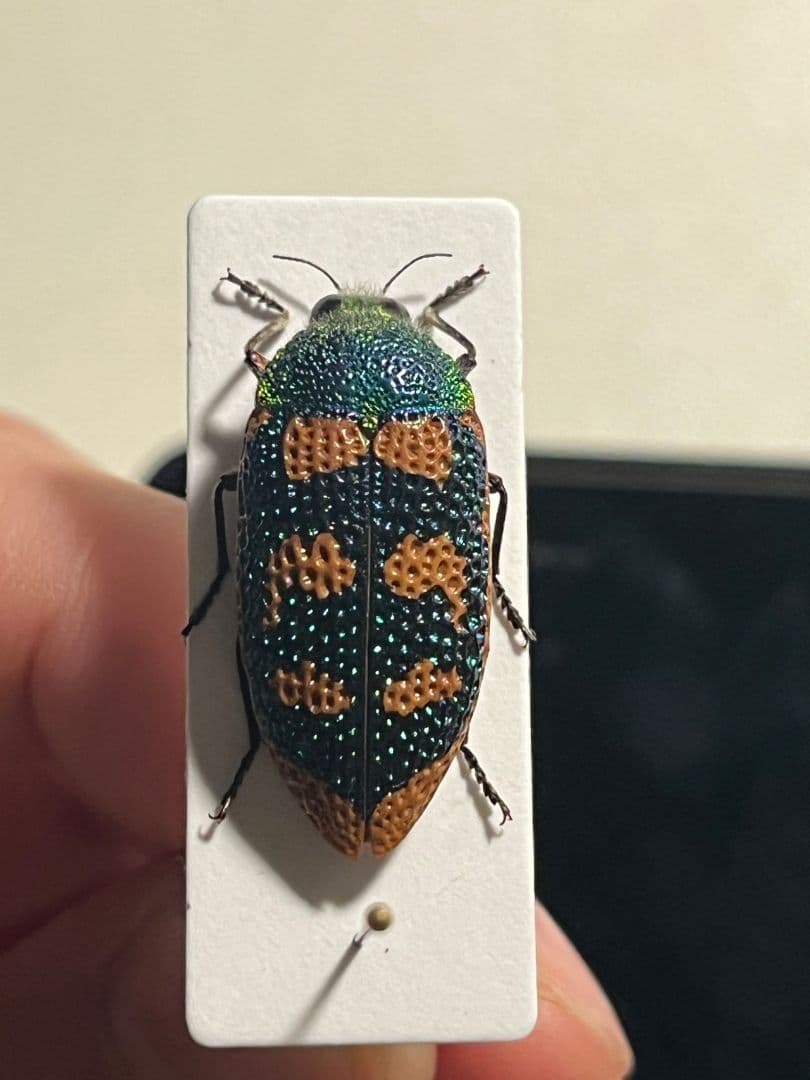 【25mm】アカモンアラメムカシタマムシ ロエイ　アラメムカシタマムシ標本