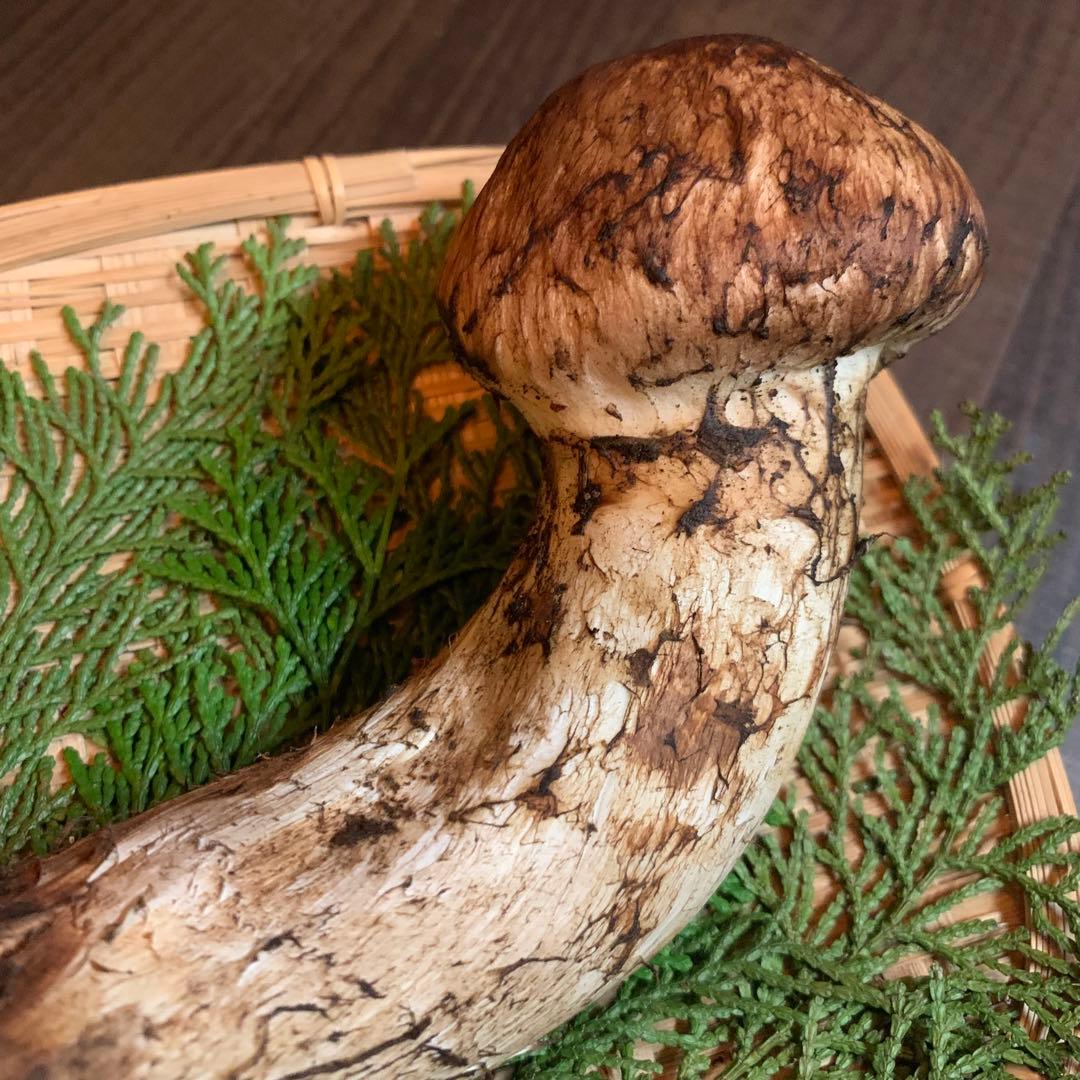 ⑨秀品極太【岩手県産天然松茸】収穫最終　国産松茸　つぼみ採れたて　216g 太い