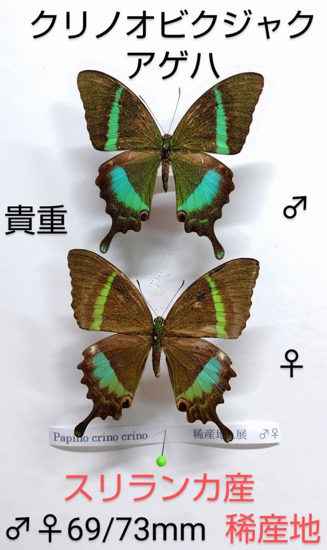 最終価格‼️クリノオビクジャクアゲハ♂♀ 標本★スリランカ産★原名亜種 貴重標本
