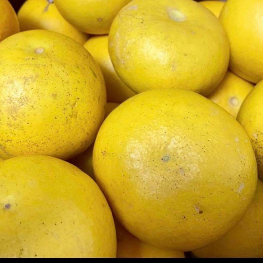 特大サイズ 高知特産 露地栽培 土佐文旦 文旦 約20kg 5L 特大