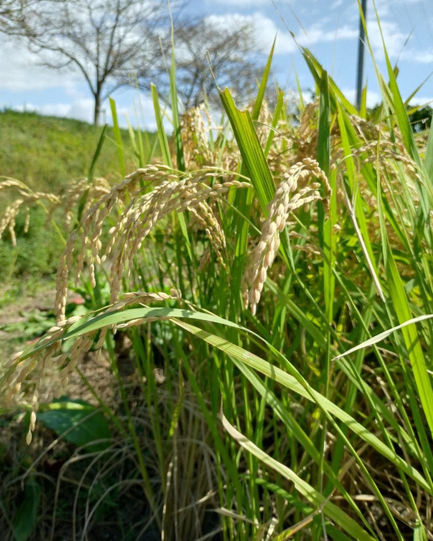 お米 農林8号 玄米10kg｜農薬不使用・肥料不使用｜自然栽培米